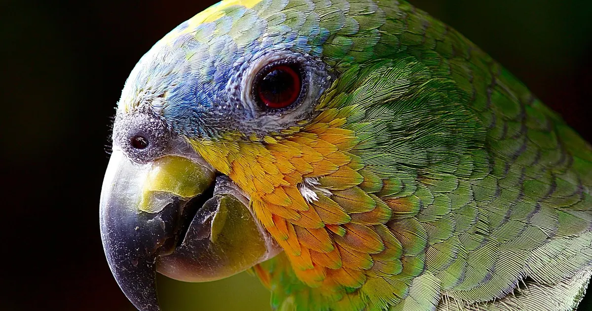 Close-up of a parrot — bird and avian vet care in Alhambra at South Pasadena Animal Hospital serving the San Gabriel Valley