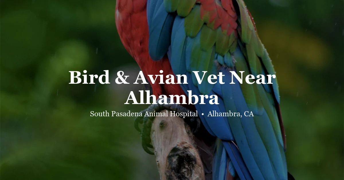 Colorful parrot — bird vet near Alhambra