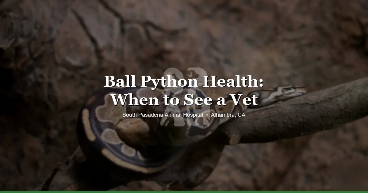 Ball python coiled on branch — ball python health issues and when to see a vet at South Pasadena Animal Hospital in Alhambra