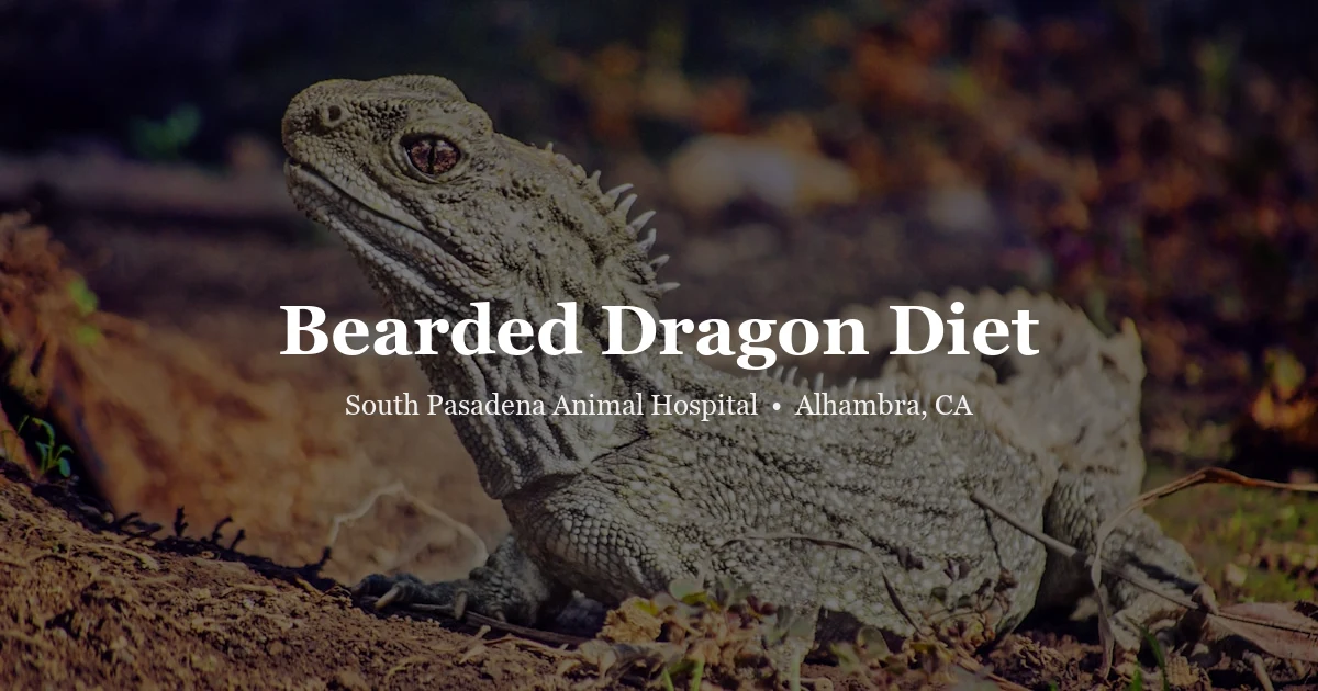 Bearded dragon eating — reptile diet guide Alhambra