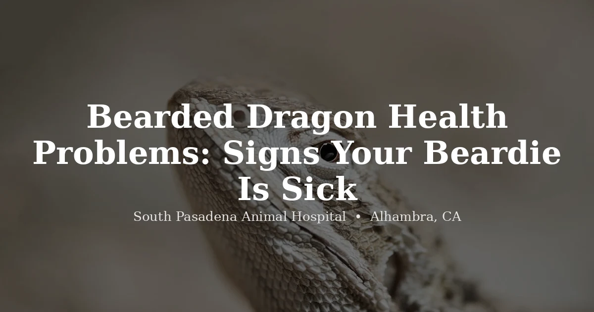 Bearded dragon at South Pasadena Animal Hospital exotic vet Alhambra