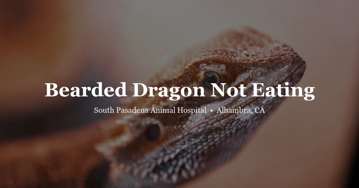 Bearded dragon lizard — reptile vet Alhambra