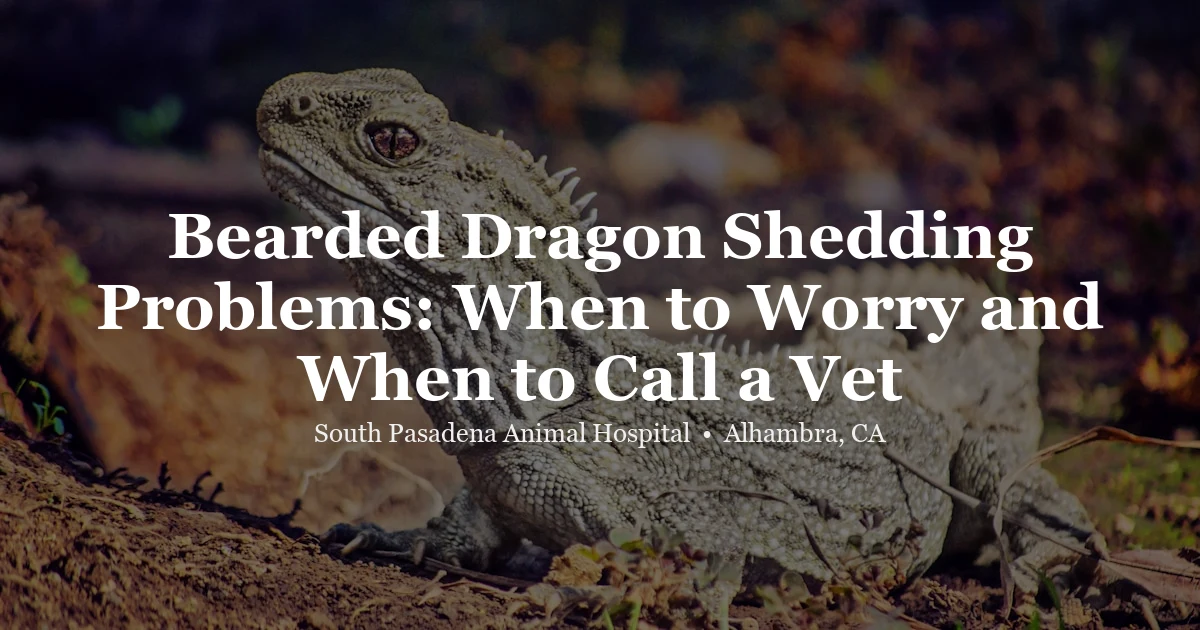 Bearded dragon shedding problems at SPAH