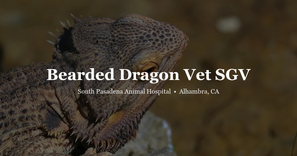 Bearded dragon — reptile vet Alhambra
