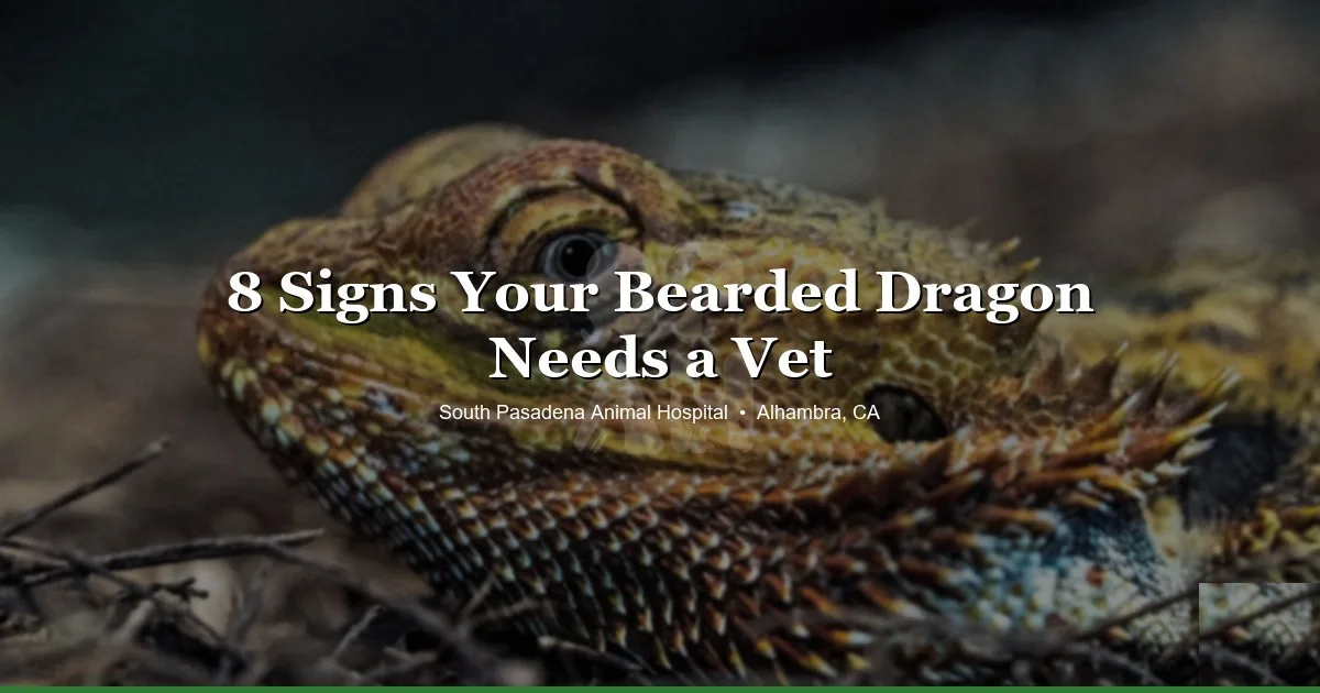 Bearded dragon at SPAH Alhambra
