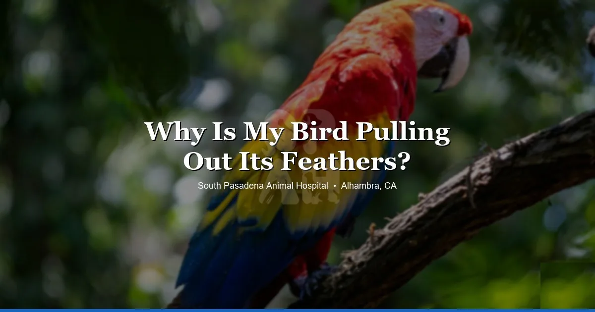 Parrot feather plucking — bird vet SPAH Alhambra