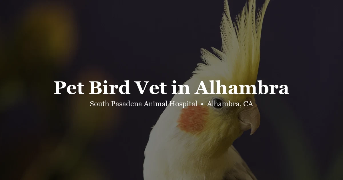 Colorful parrot — bird vet Alhambra