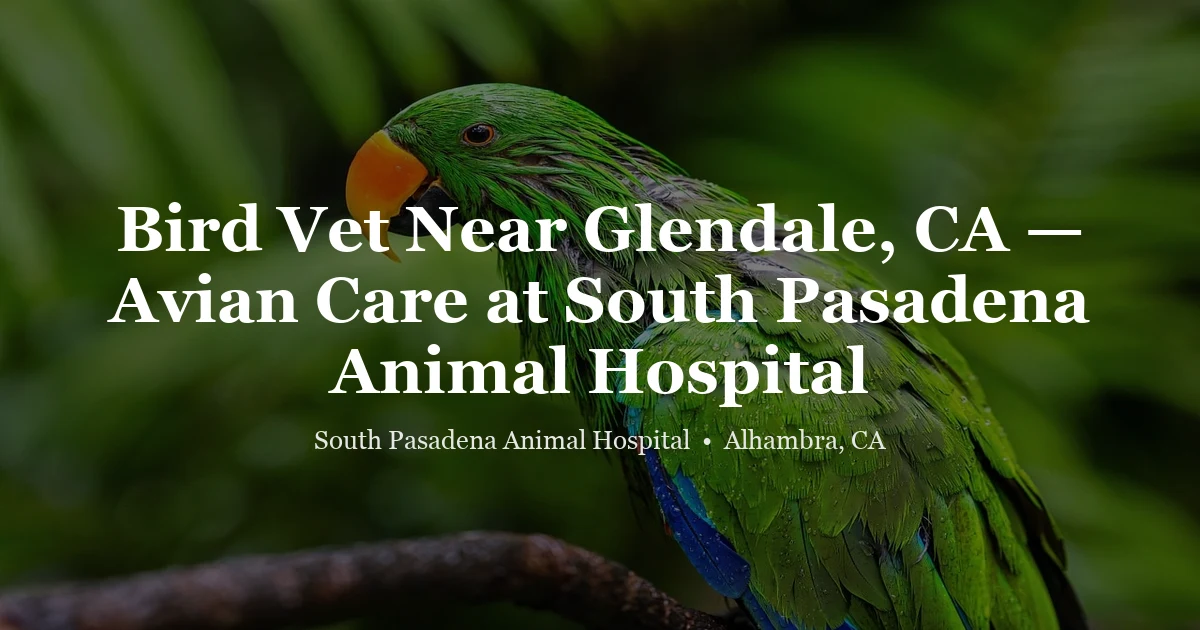 Pet bird being examined — bird vet near Glendale CA