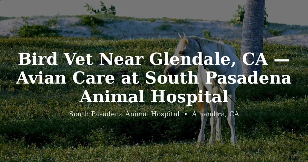 Colorful parrot — bird vet near Glendale CA at South Pasadena Animal Hospital in Alhambra