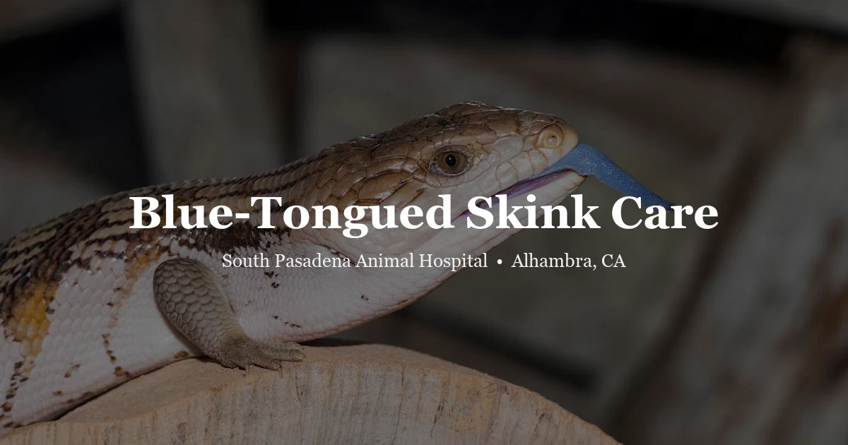 Blue-tongued skink — reptile care guide