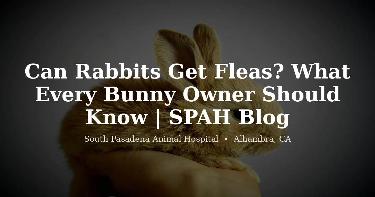 Rabbit being examined for fleas — flea treatment guide for bunnies in Southern California