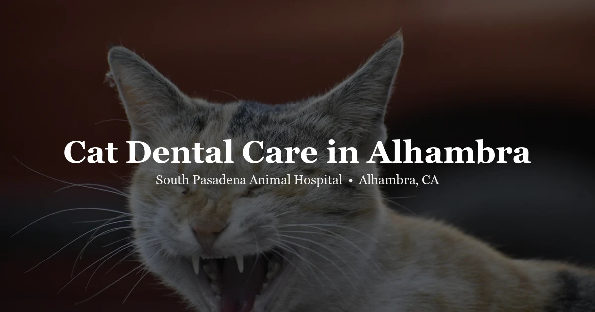 Cat dental care Alhambra