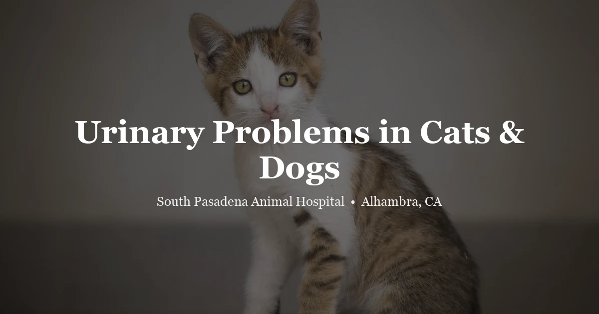 Cat sitting — urinary problems cats and dogs
