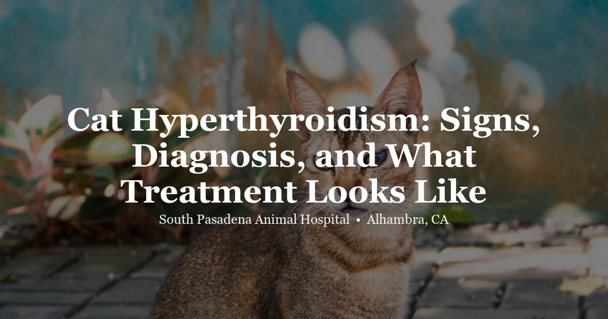 Cat hyperthyroidism at SPAH Alhambra
