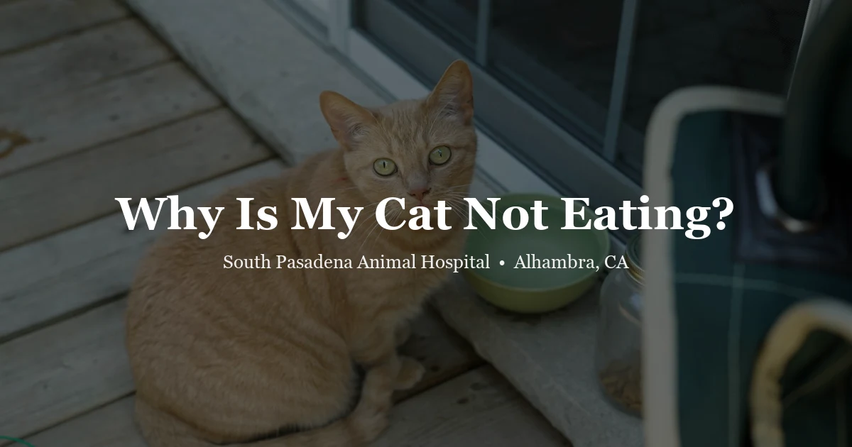 Cat next to untouched food bowl — cat not eating guide