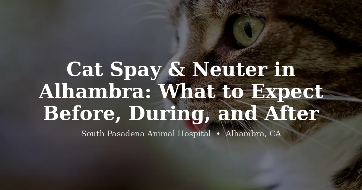 Cat being examined at South Pasadena Animal Hospital in Alhambra, CA