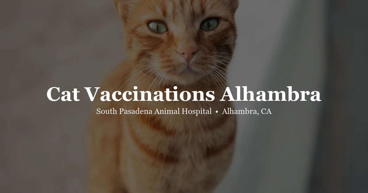 Cat vaccinations at SPAH Alhambra