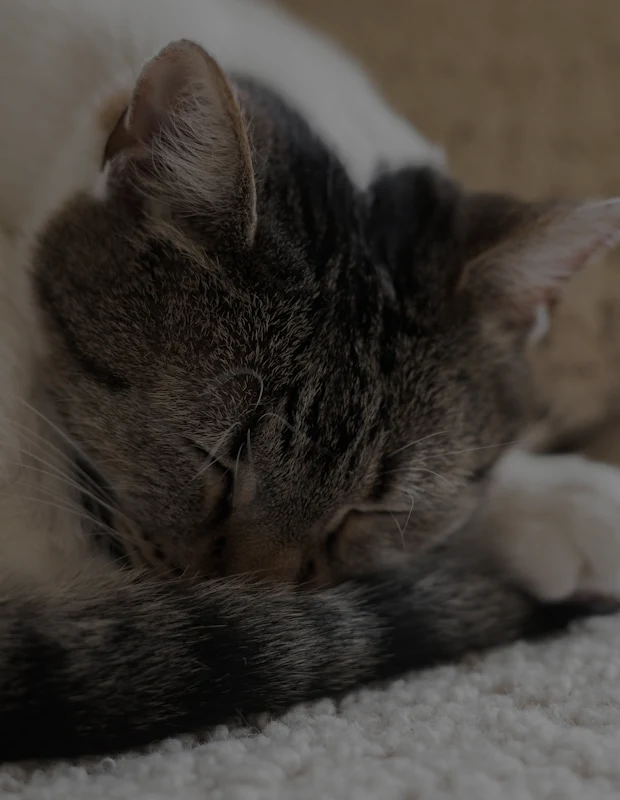 Cat in sunlight — top City Guide article