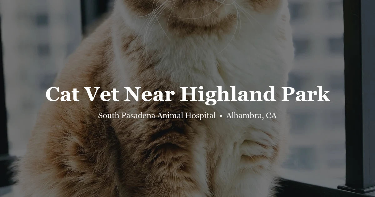 Cat in sunlight — vet near Highland Park