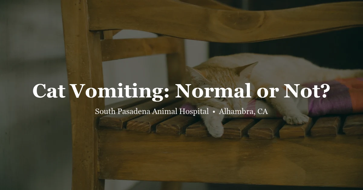 Cat sitting quietly — cat vomiting guide