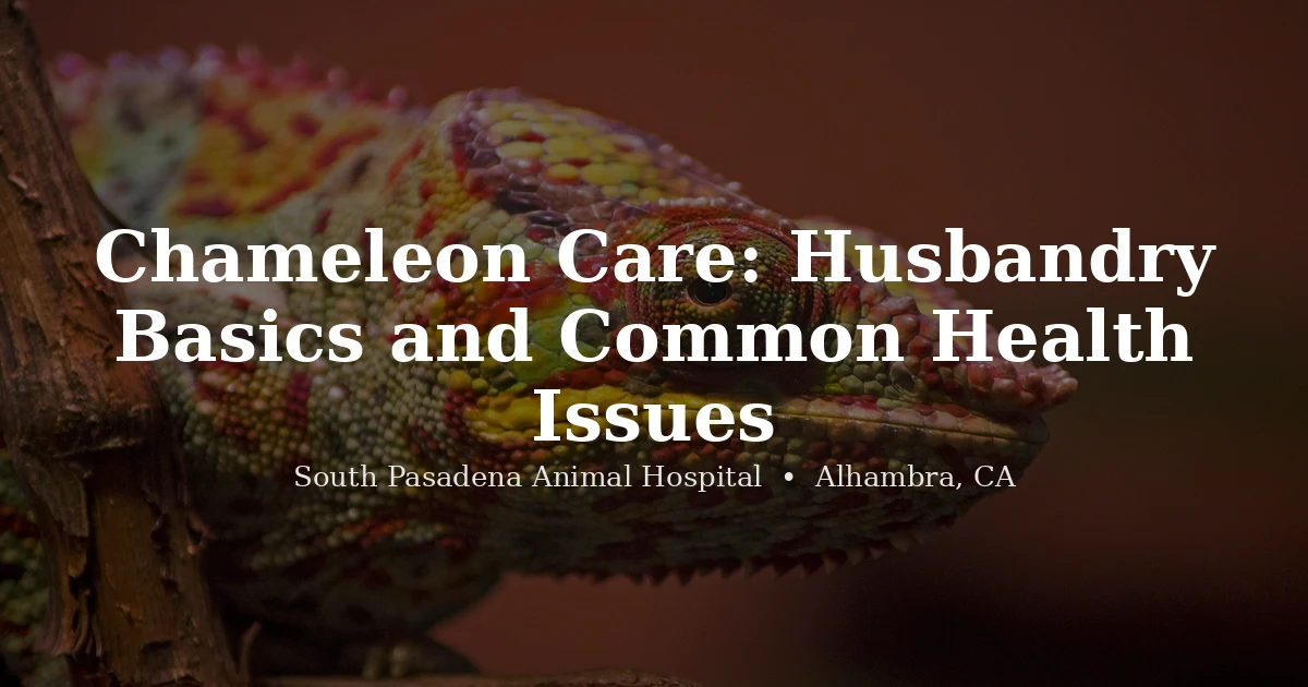 Colorful chameleon reptile care at South Pasadena Animal Hospital, reptile vet Alhambra CA