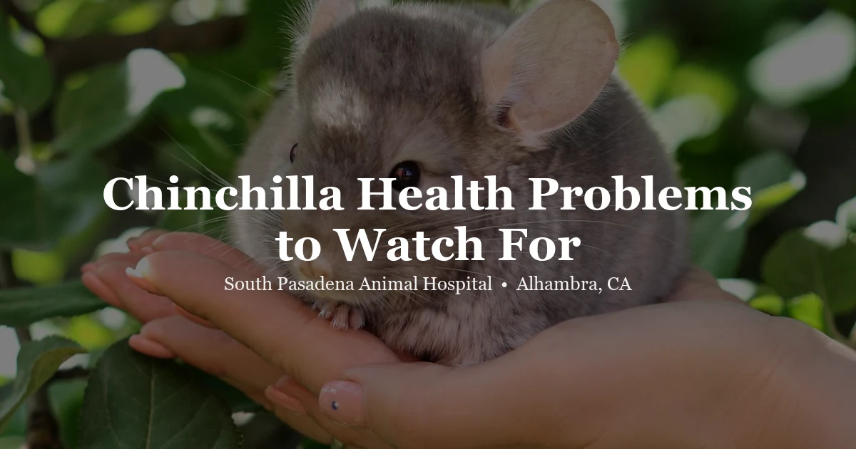 Chinchilla health — exotic vet at SPAH Alhambra