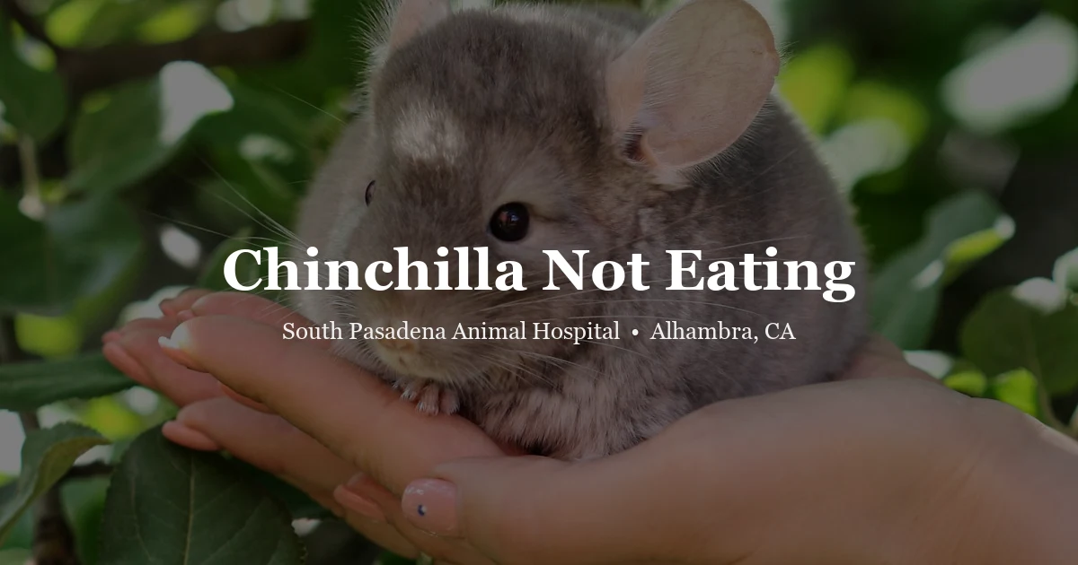 Chinchilla not eating — exotic vet at SPAH Alhambra