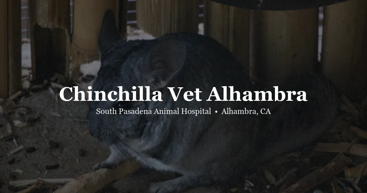 Chinchilla — chinchilla vet in Alhambra at South Pasadena Animal Hospital San Gabriel Valley