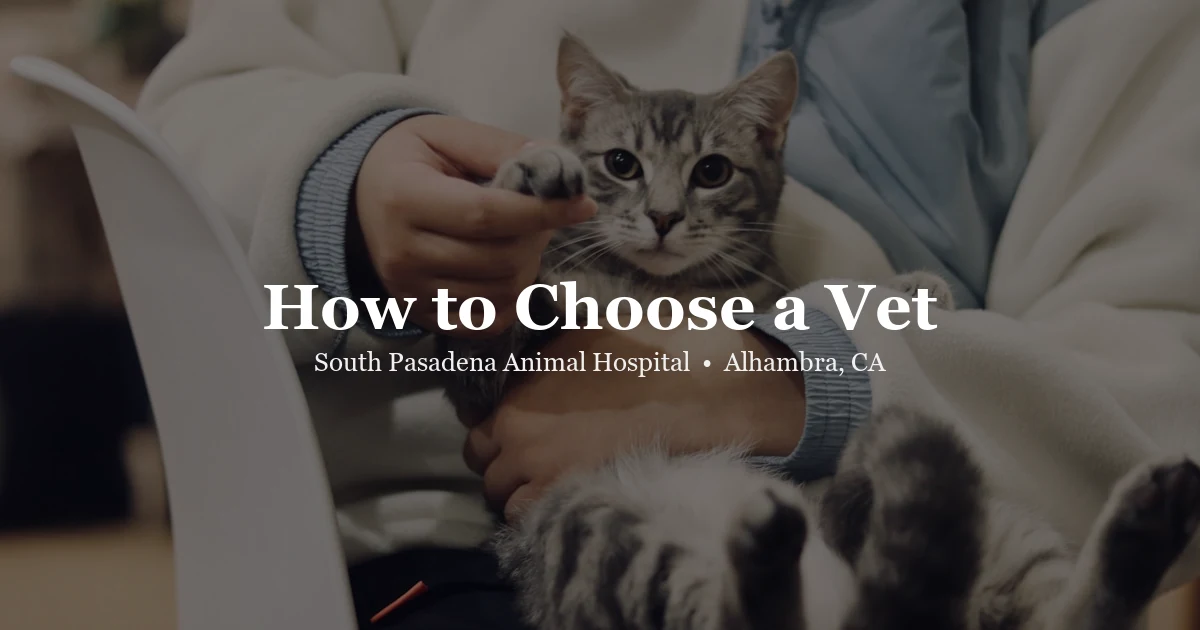 How to choose a vet in Alhambra at SPAH