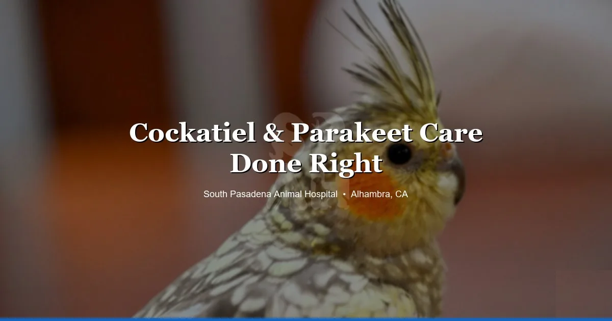 Cockatiel and parakeet care at SPAH Alhambra