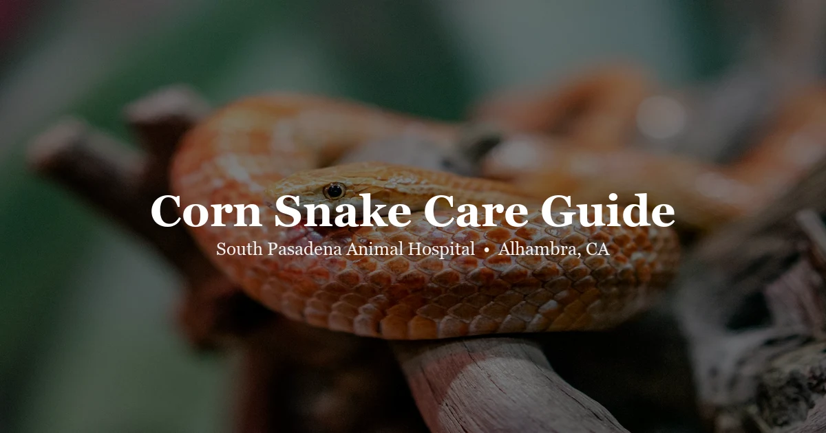 Orange corn snake — corn snake care guide