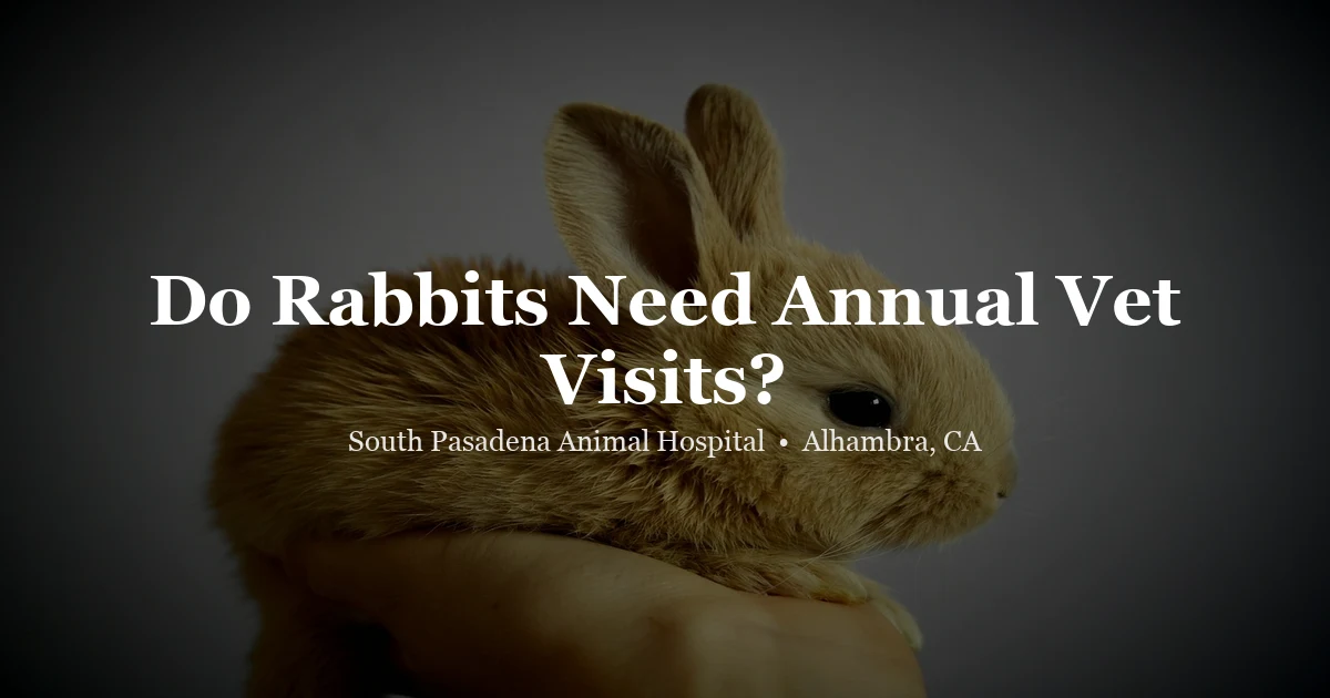 Rabbit at vet exam — do rabbits need annual vet visits?