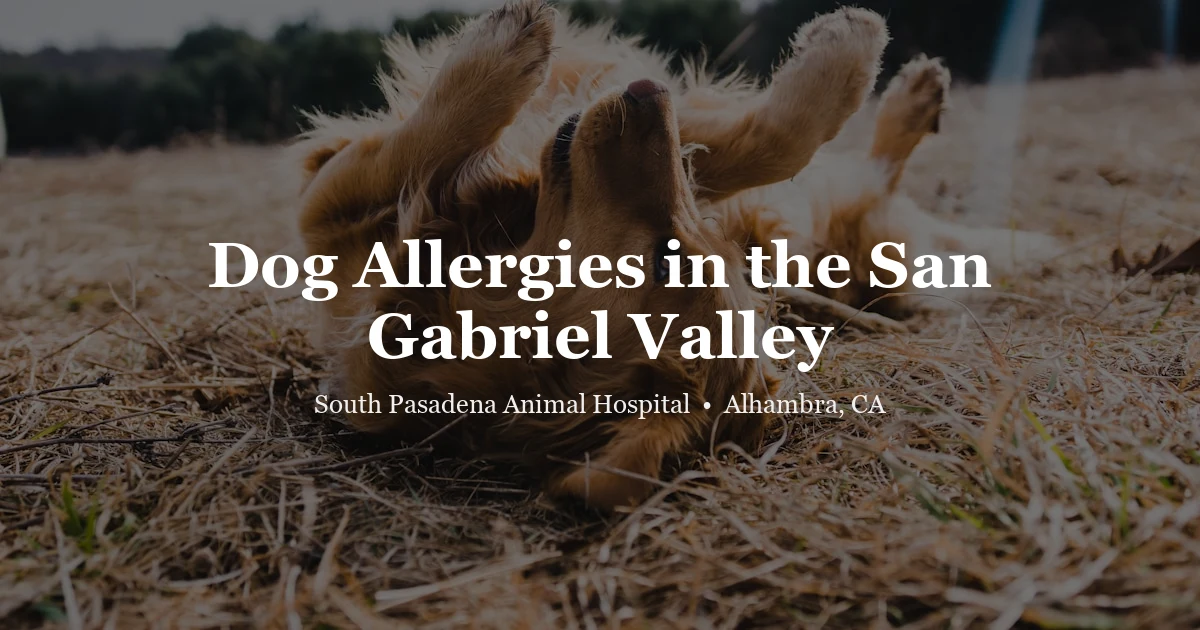 Dog scratching — dog allergies San Gabriel Valley