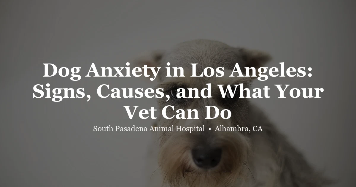 Dog anxiety at SPAH Alhambra