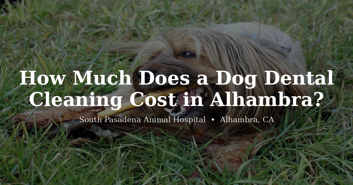 Dog dental care examination at South Pasadena Animal Hospital in Alhambra, CA