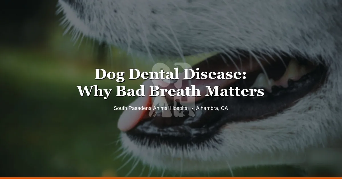 Dog dental disease — SPAH Alhambra