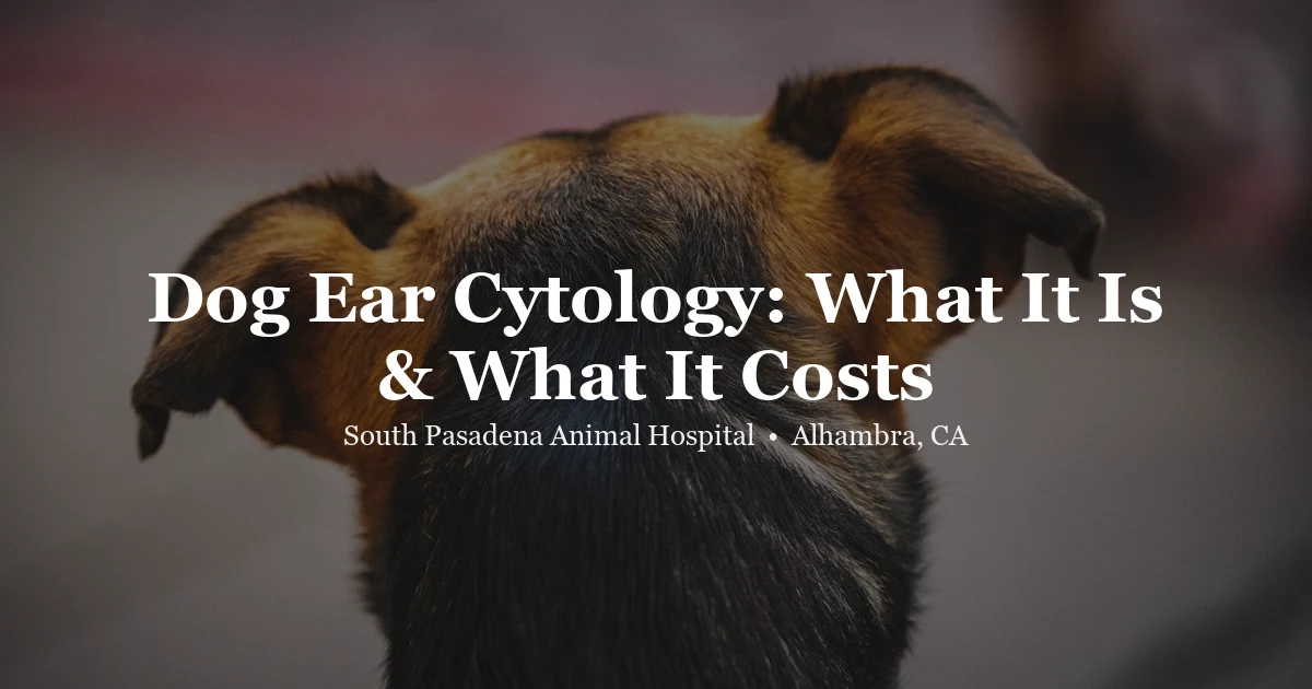 Dog ear cytology at SPAH Alhambra