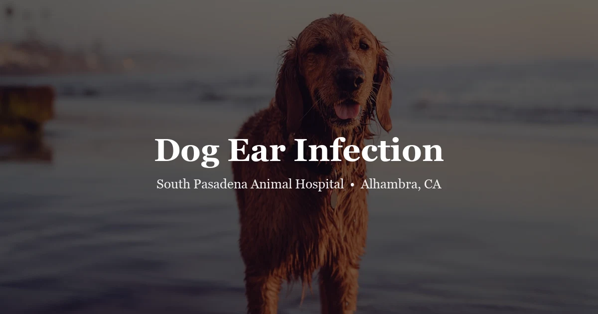 Dog shaking head — dog ear infection signs and treatment