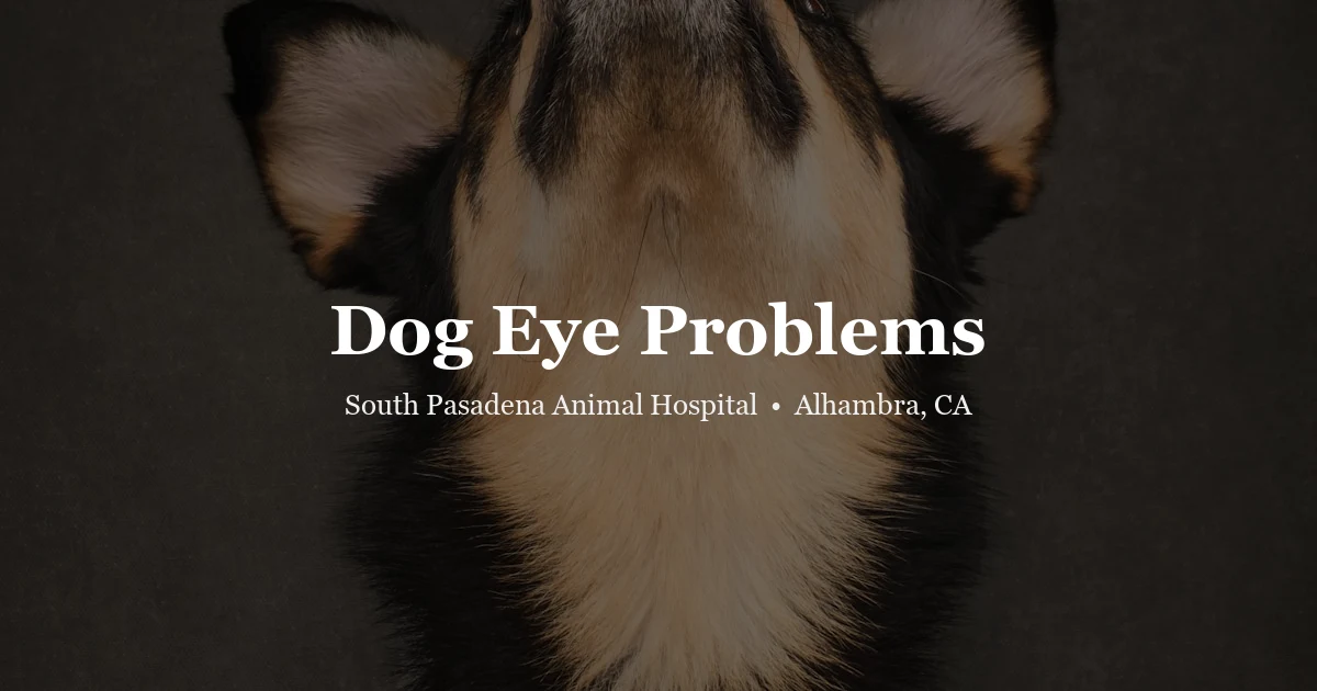 Dog face closeup — dog eye problems guide