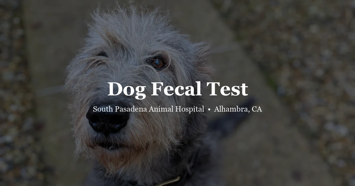 Dog fecal test cost at SPAH Alhambra