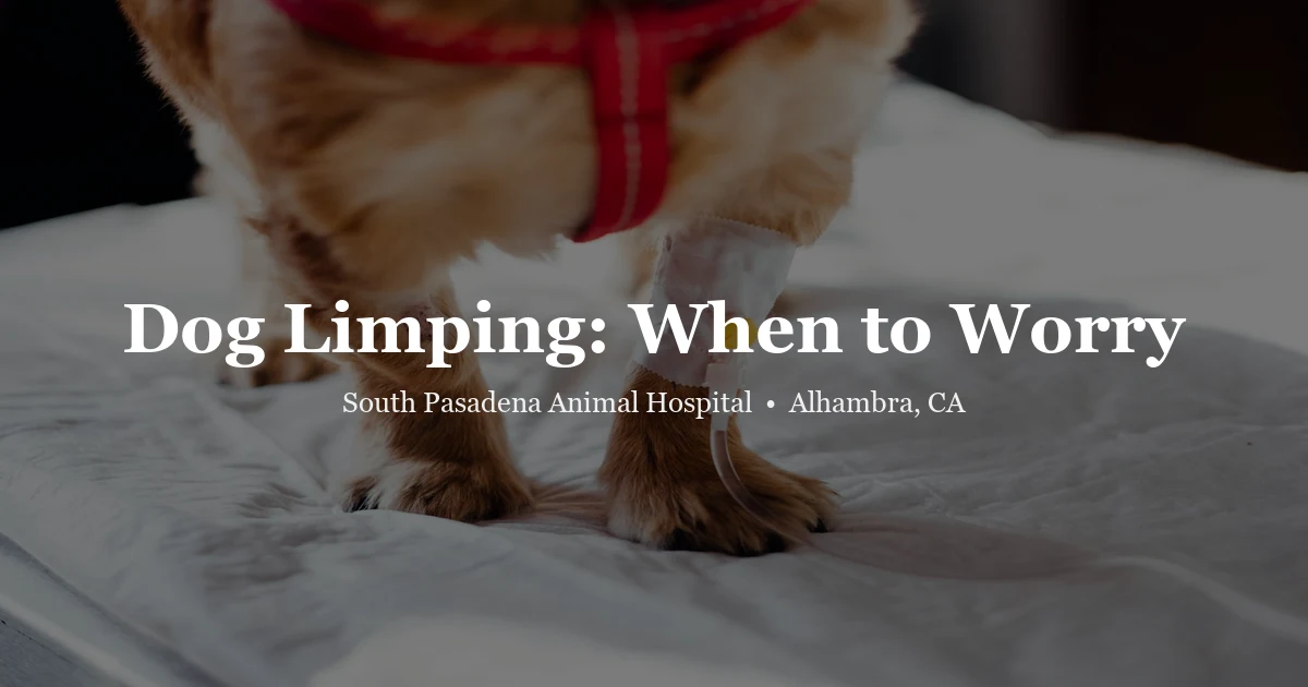 Dog holding up a sore paw — dog limping guide