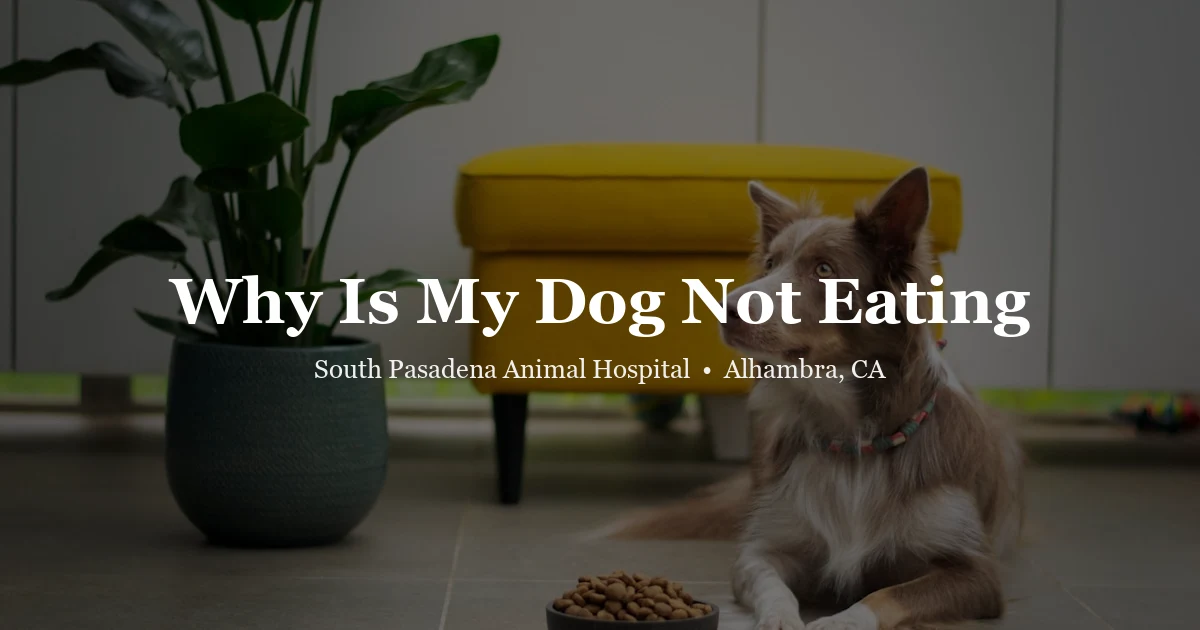 Dog turning away from food bowl — dog not eating guide