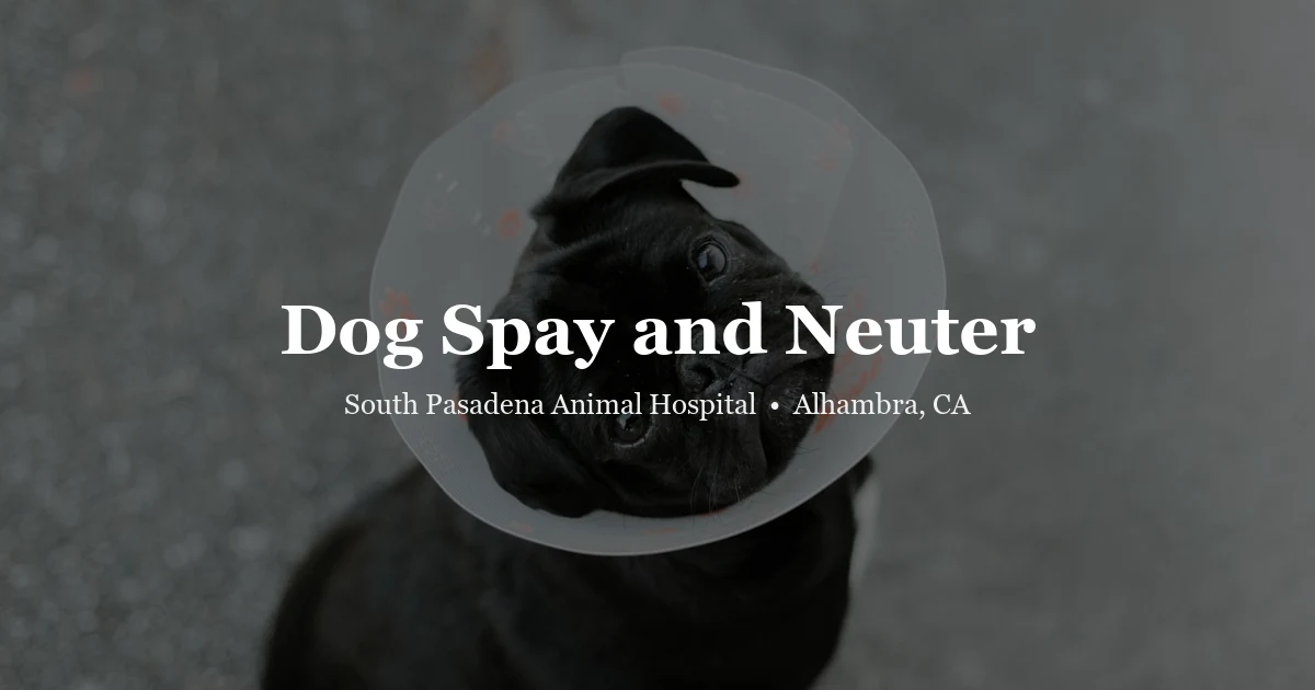 Dog spay and neuter at SPAH Alhambra
