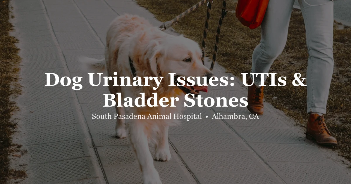 Dog on a walk — dog urinary problems guide