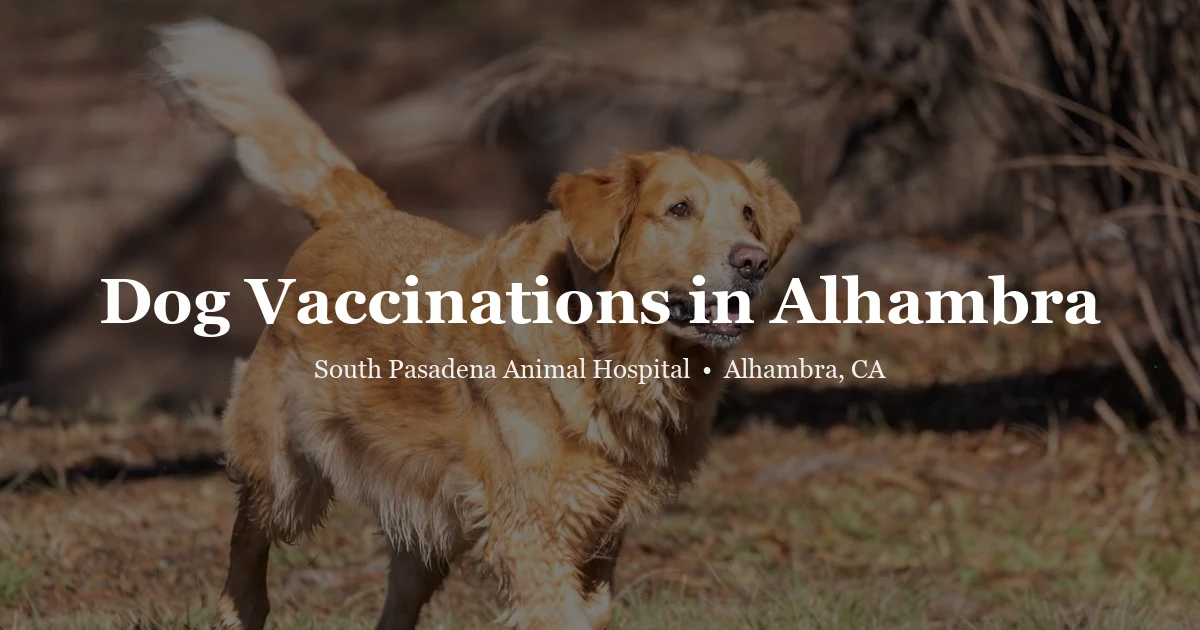 Golden retriever — dog vaccinations Alhambra