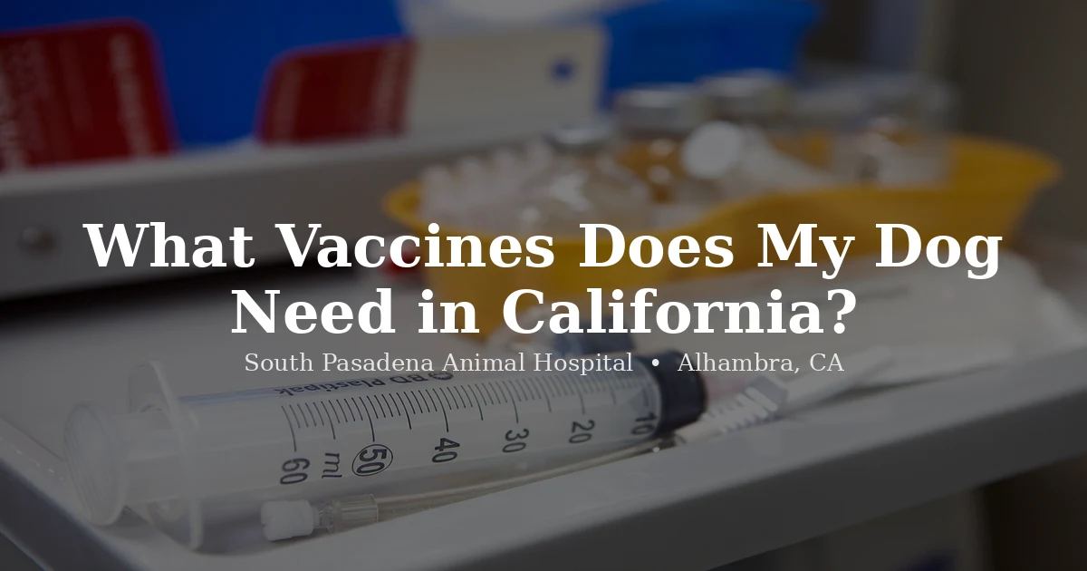 Dog receiving a vaccine at South Pasadena Animal Hospital in Alhambra, CA