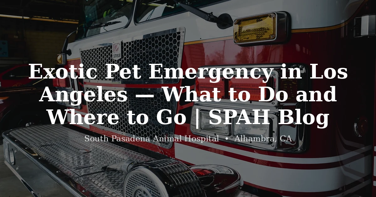 Veterinarian examining an exotic pet — emergency exotic animal care in Los Angeles