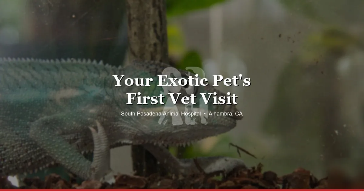 Chameleon in enclosure — what to expect at your exotic pet's first vet visit at South Pasadena Animal Hospital in Alhambra