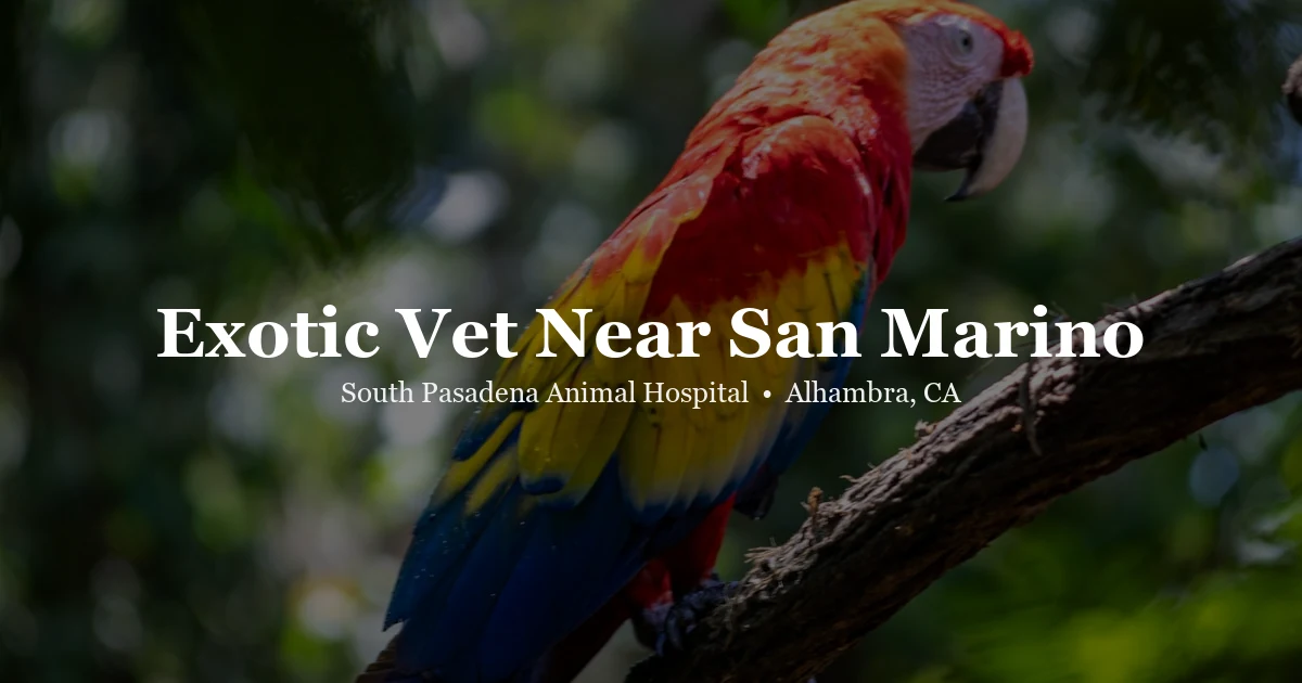 Colorful parrot — exotic vet near San Marino
