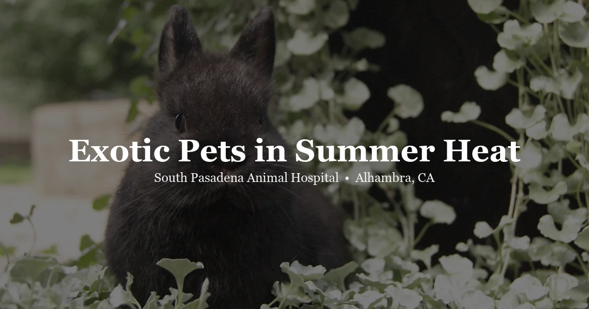 Exotic pets in summer heat — SPAH Alhambra
